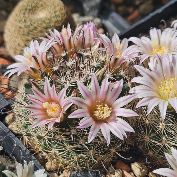 Mammillaria unihamata (weingartiana)